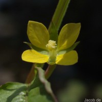 Ludwigia hyssopifolia (G.Don) Exell